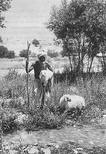 A Baluchi Shepherd