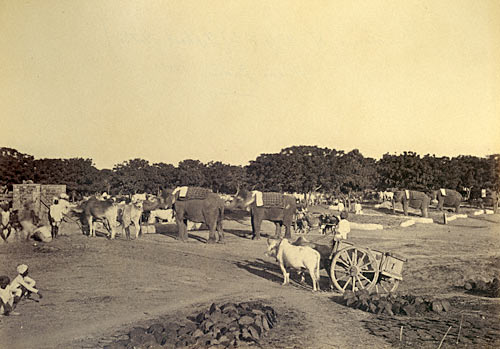 Lines of the 12/9. R.A.[Royal Artillery] Morar Gwalior
