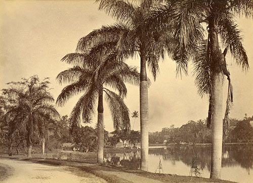 Cabbage Palms on Kandy Lake. Ceylon
