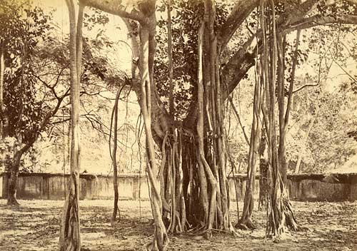 Banyan Tree, Ceylon