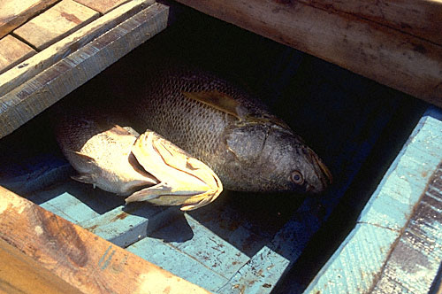Fish below deck