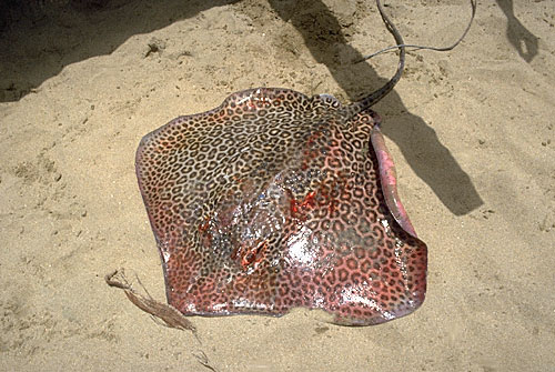 Sting Ray