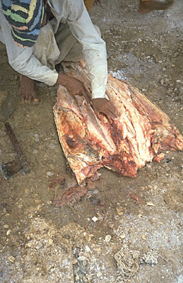 Sting Ray