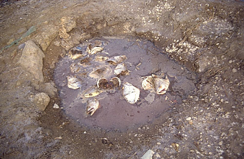 Fish in brine pit