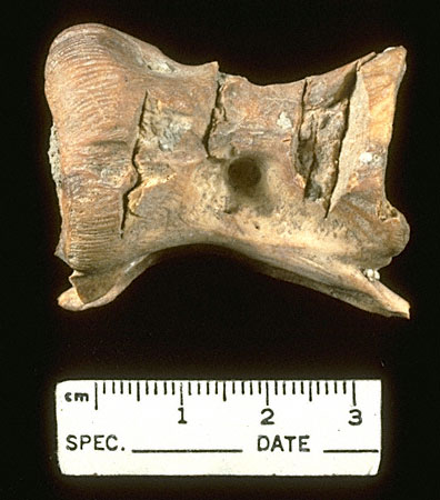 Sua Fish bone