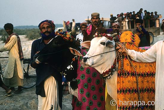 Mohenjodaro farmers