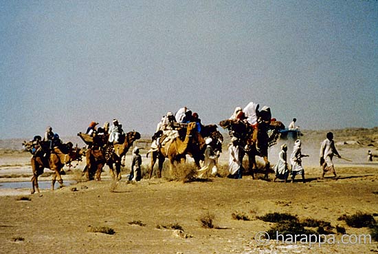 camels