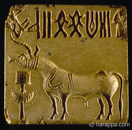 unicorn