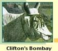 Clifton & Co.'s Bombay
